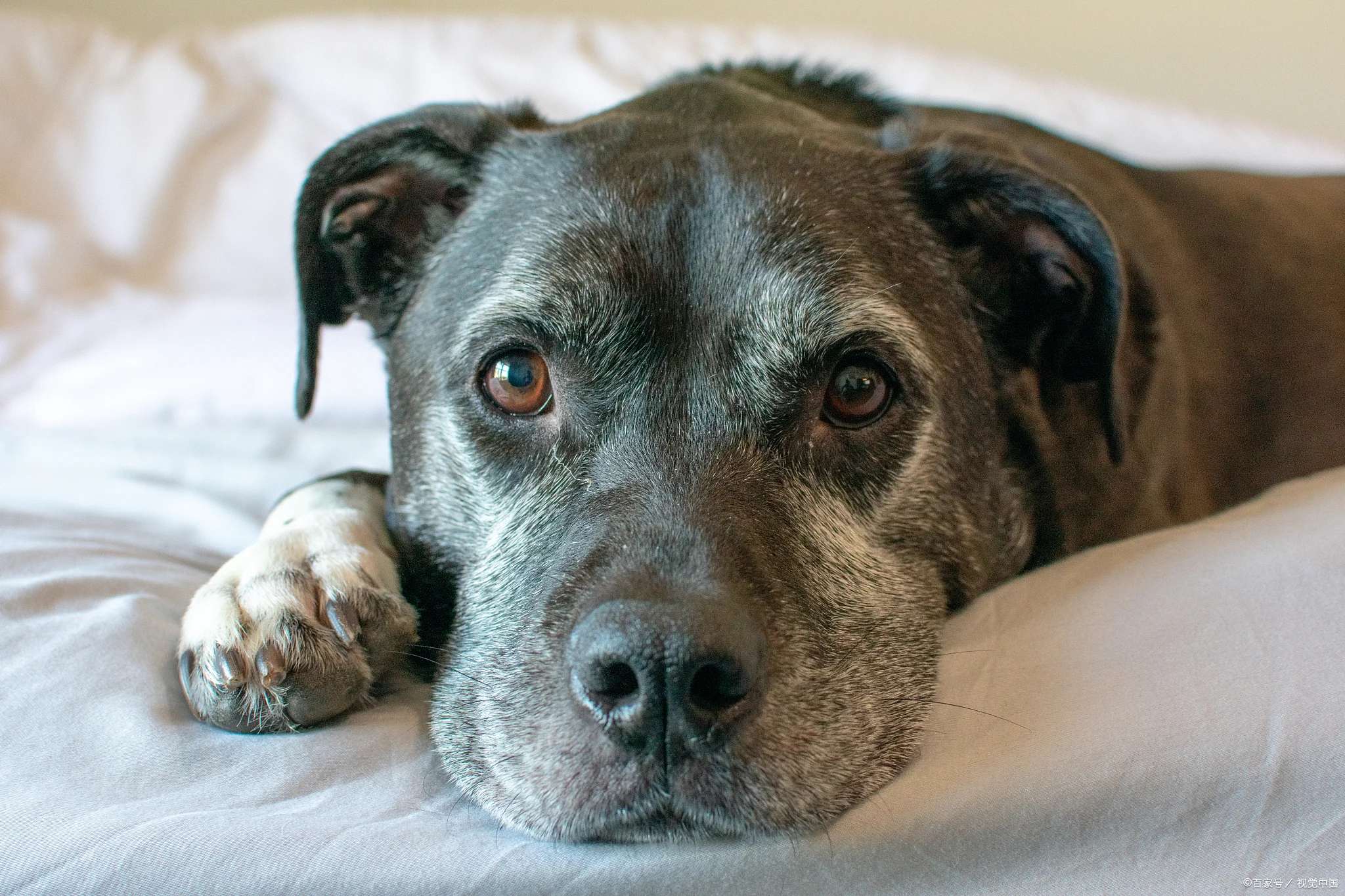 高铁可以托运宠物吗(高铁宠物托运多少钱)2