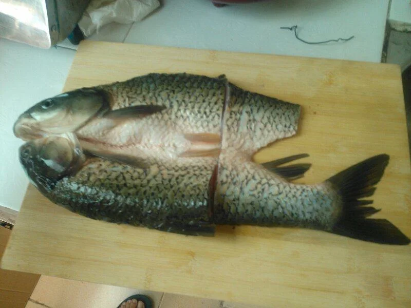 这些是草鱼吗（草鱼可以带上西安地铁吗）2