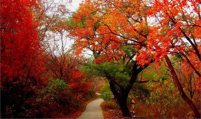 在北京坐地铁怎么去香山(北京地铁香山)3