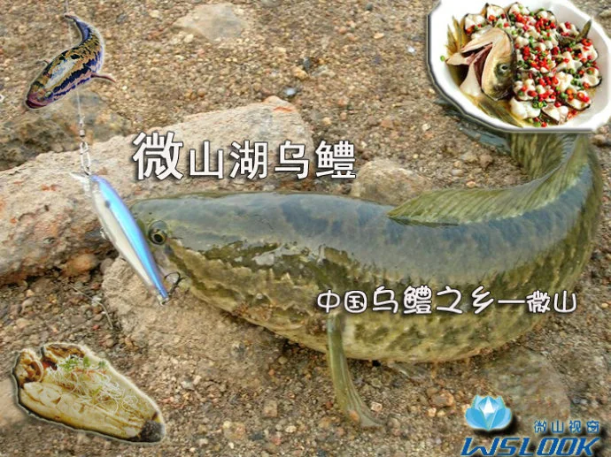 请问下现在有从曲阜高铁站直达鱼台汽车站的大巴吗具体发车时间表有吗(鱼台铁路)2