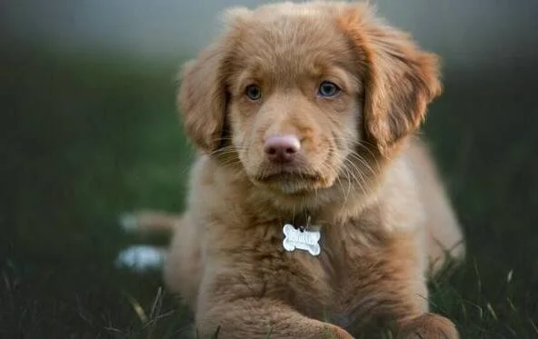 需要带狗狗乘坐高铁请问需要满足什么条件（狗狗能坐高铁吗）