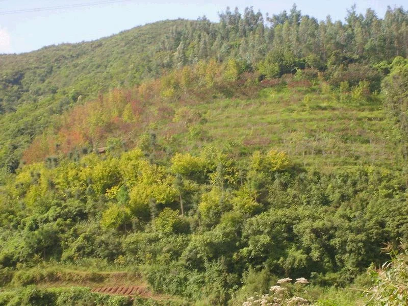 干河村的自然资源（干河村铁路）3