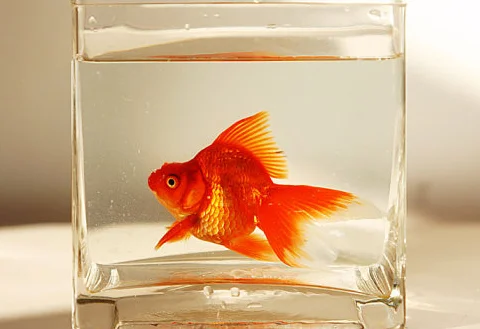 西安地铁可以带酒进站吗(西安地铁能不能带鱼)