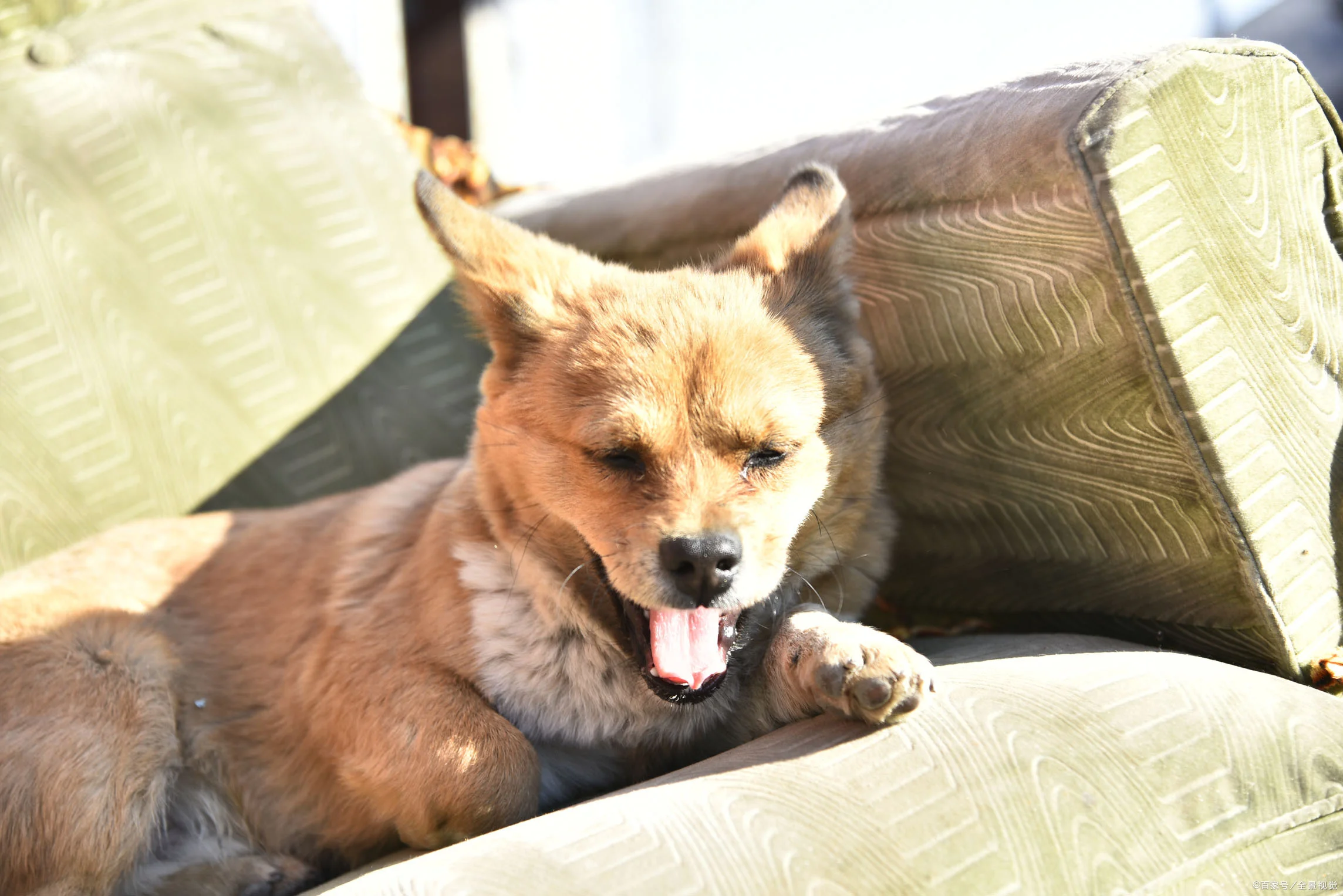 需要带狗狗乘坐高铁请问需要满足什么条件（高铁能带宠物狗吗）2