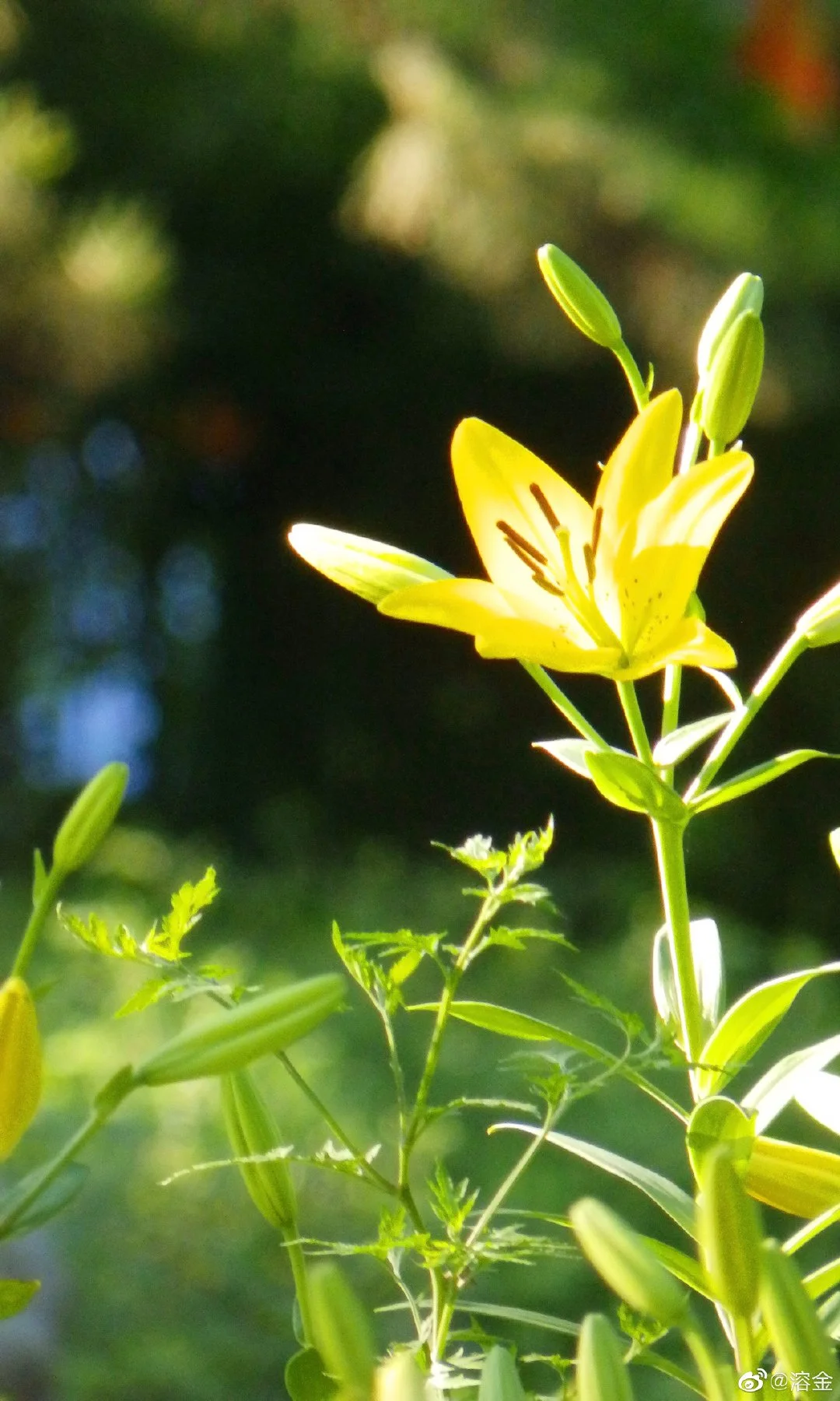 齐齐哈尔市到吉林市高铁都经哪些车站（吉林到齐齐哈尔高铁）4