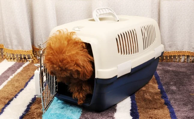 高铁可以托运宠物吗（高铁动物托运）