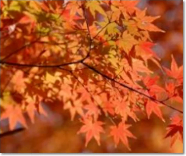 南京地铁1号线能到达哪些旅游景点（南京游玩地点地铁都能到吧）