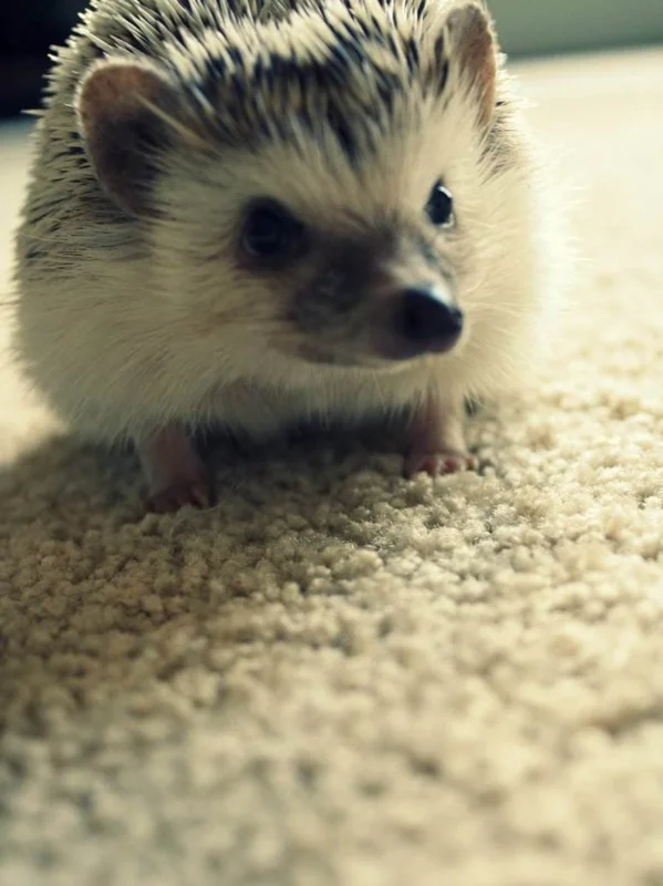 榴莲可以带上火车吗过安检处可以过吗(成都地铁可以带刺猬吗)