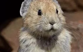 疫情期间现在从天津坐火车能去包头吗（疫情包头铁路）3