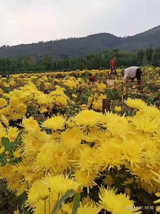 关于兰新铁路第二双线工程复工的问题(复工走铁路)