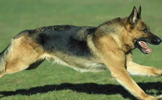十大警犬驯服度排名是怎么样的（上海地铁史宾格警犬）