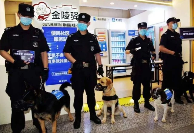 十大警犬驯服度排名是怎么样的（上海地铁史宾格警犬）6
