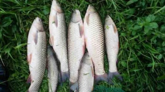 这些是草鱼吗（草鱼可以带上西安地铁吗）