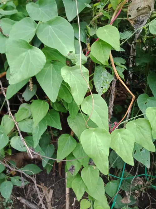 地铁上可以带未打开的榴莲吗（南京地铁可以带榴莲吗）4