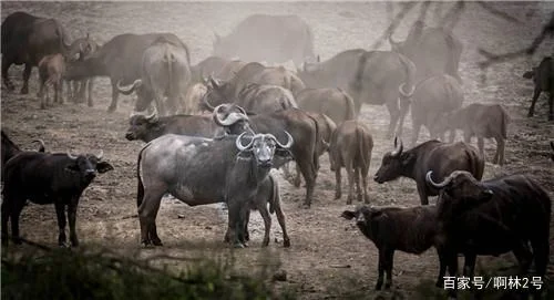 非洲“察沃食人狮”:一年吃掉135人吃人的真相是什么呢(基苏木铁路)3