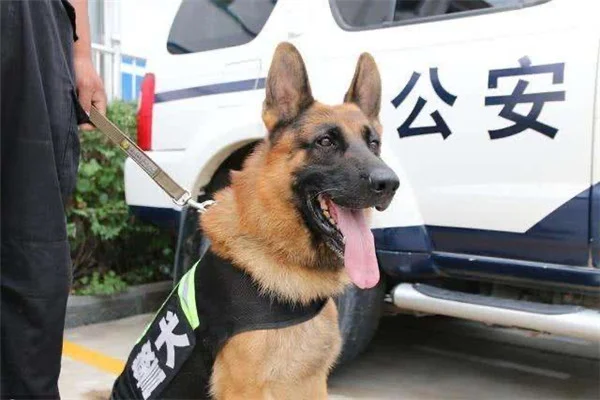 上海警察在地铁站曹杨路站带着警犬抓什么人（地铁站警犬可以随意搜查吗）