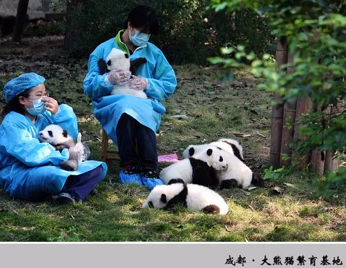 成都熊猫基地有什么地铁（成都熊猫培育基地地铁）1