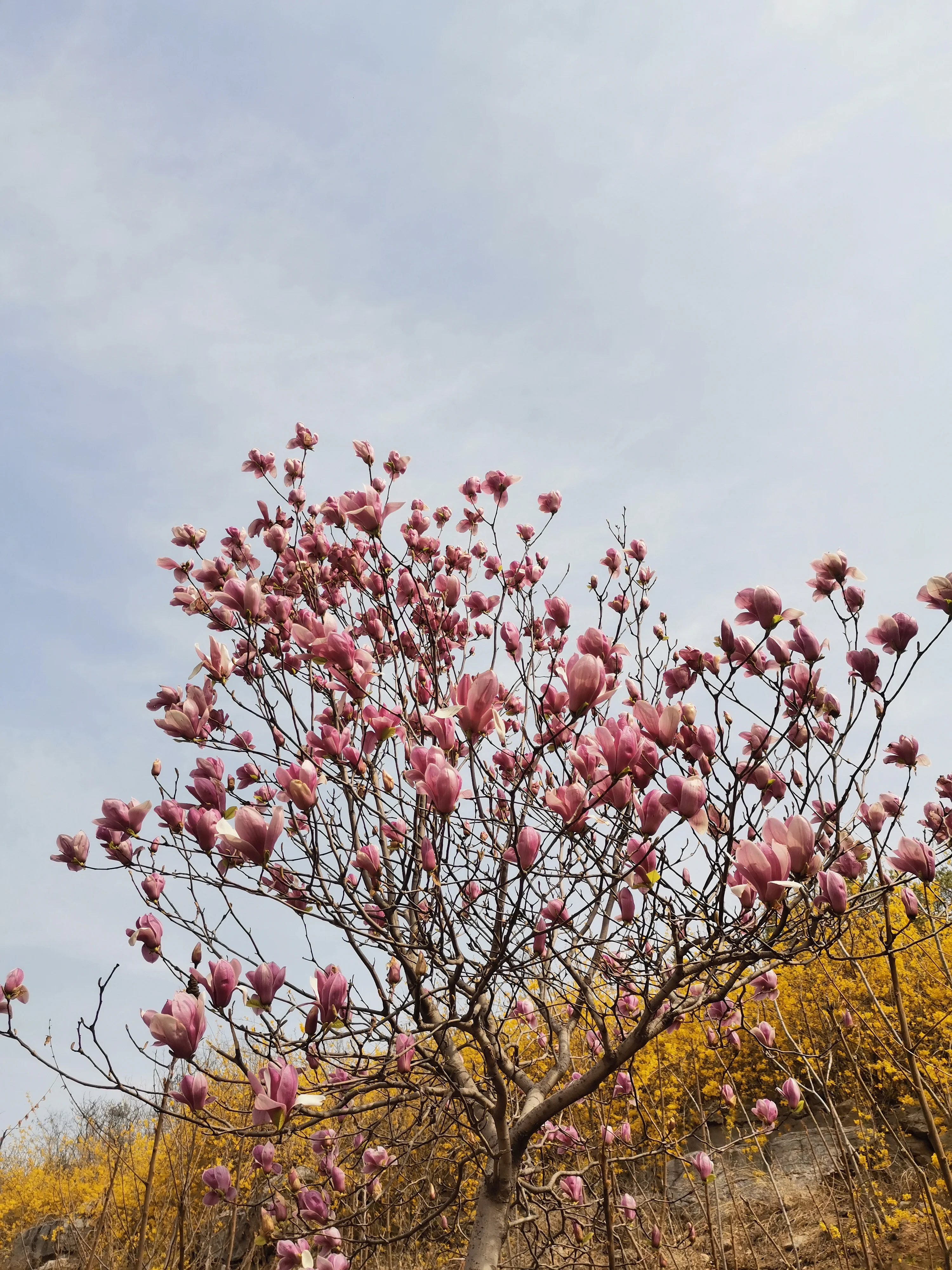济南经四路万达广场到华山御山首府多少公里（御山首府地铁线路）