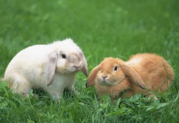 高铁可以带宠物吗 在线急（坐高铁可以带宠物吗）2