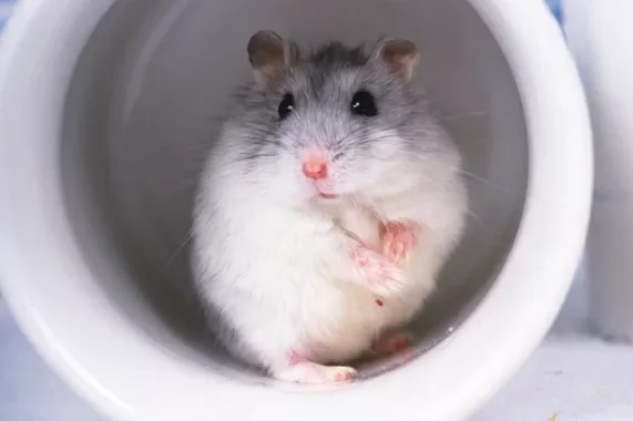 北京地铁不能带什么(北京地铁可以带小猫么)2