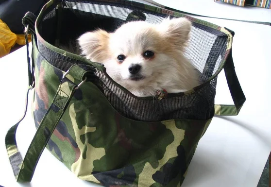 杭州市地铁可以带宠物吗(杭州地铁能偷偷带猫吗)3