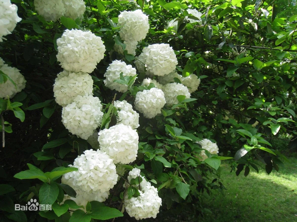 地铁跑酷武汉樱花有什么用(武汉地铁樱花广告)3