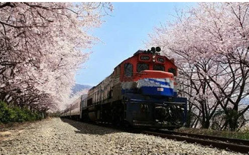 铁路边上经常出现的这种花叫什么名（铁路路花）