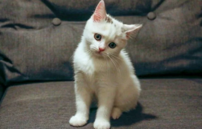 高铁可以托运宠物吗(高铁宠物托运多少钱)1