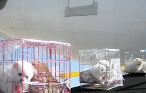 宠物托运需要多少钱(宠物铁路托运价格表)3