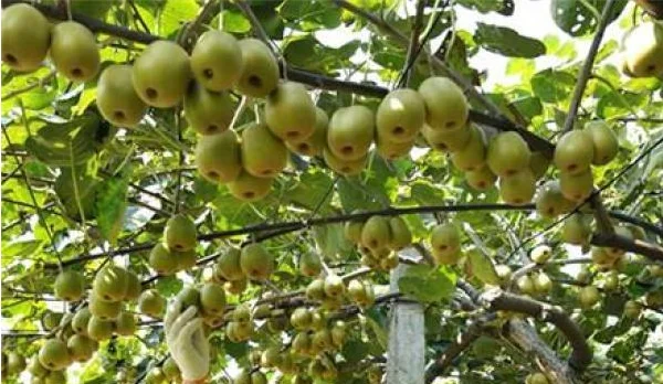 中铁二十三局集团轨道交通成都工程有限公司怎么样（2018年四川轨道交通产值）