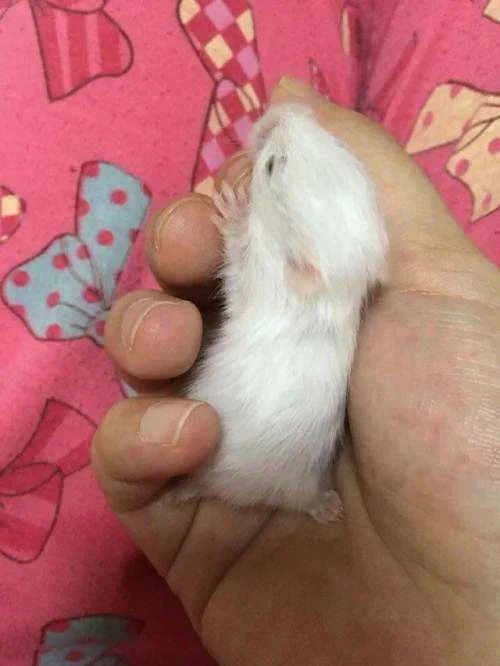 广州乘地铁能带宠物吗（广州地铁能带仓鼠吗）2