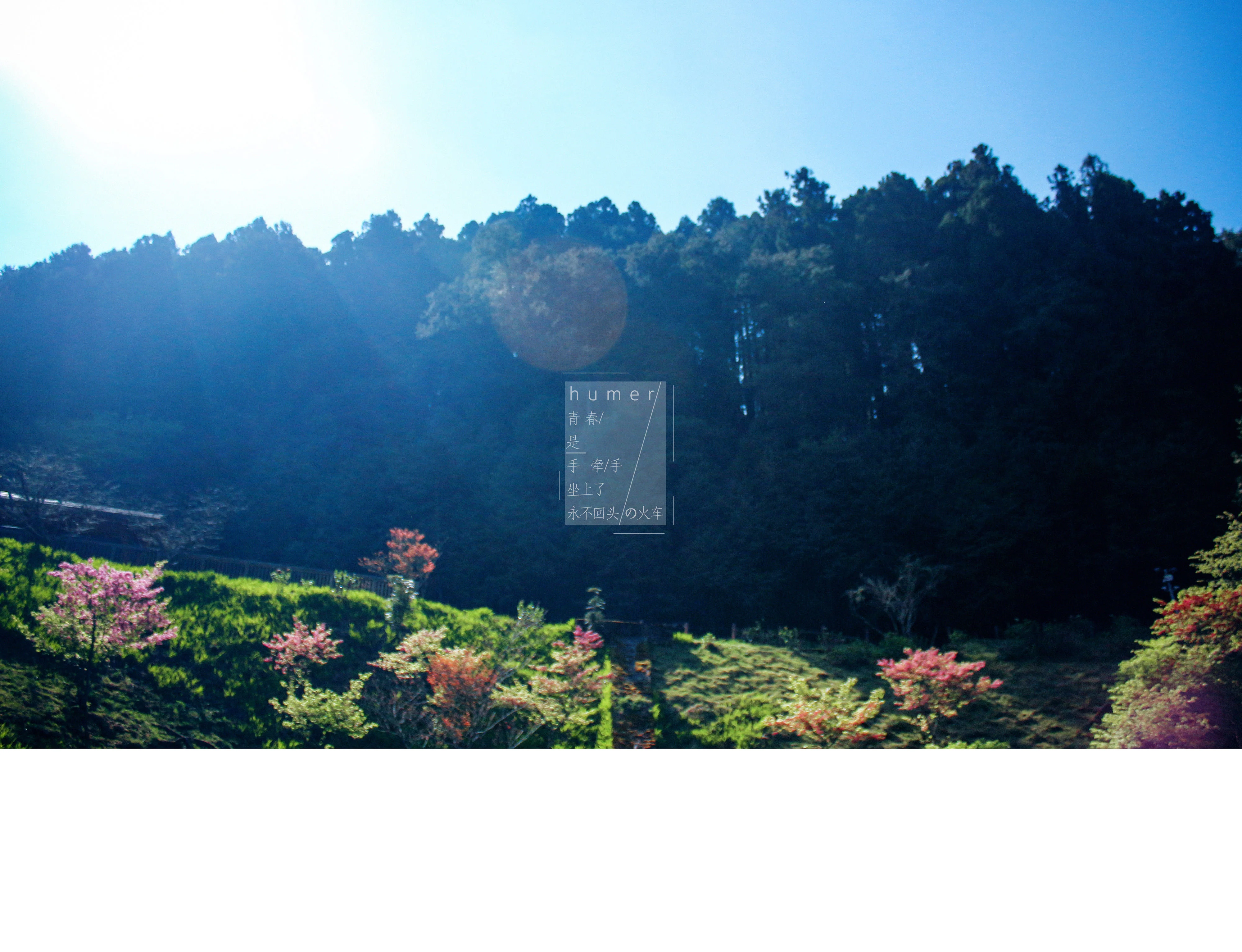 阿里山森林铁路为什么暂停（阿里山小铁路）4