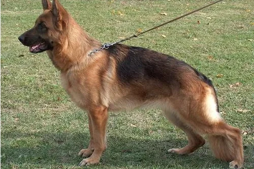 十大警犬驯服度排名是怎么样的（上海地铁史宾格警犬）5