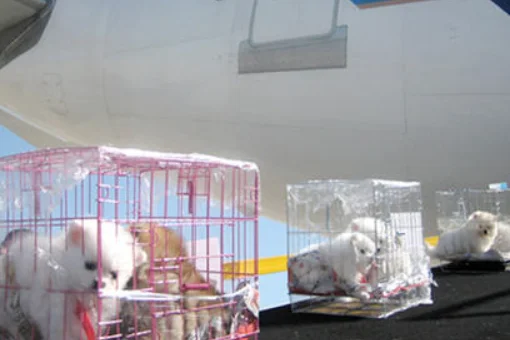 宠物托运需要多少钱(宠物铁路托运价格表)4