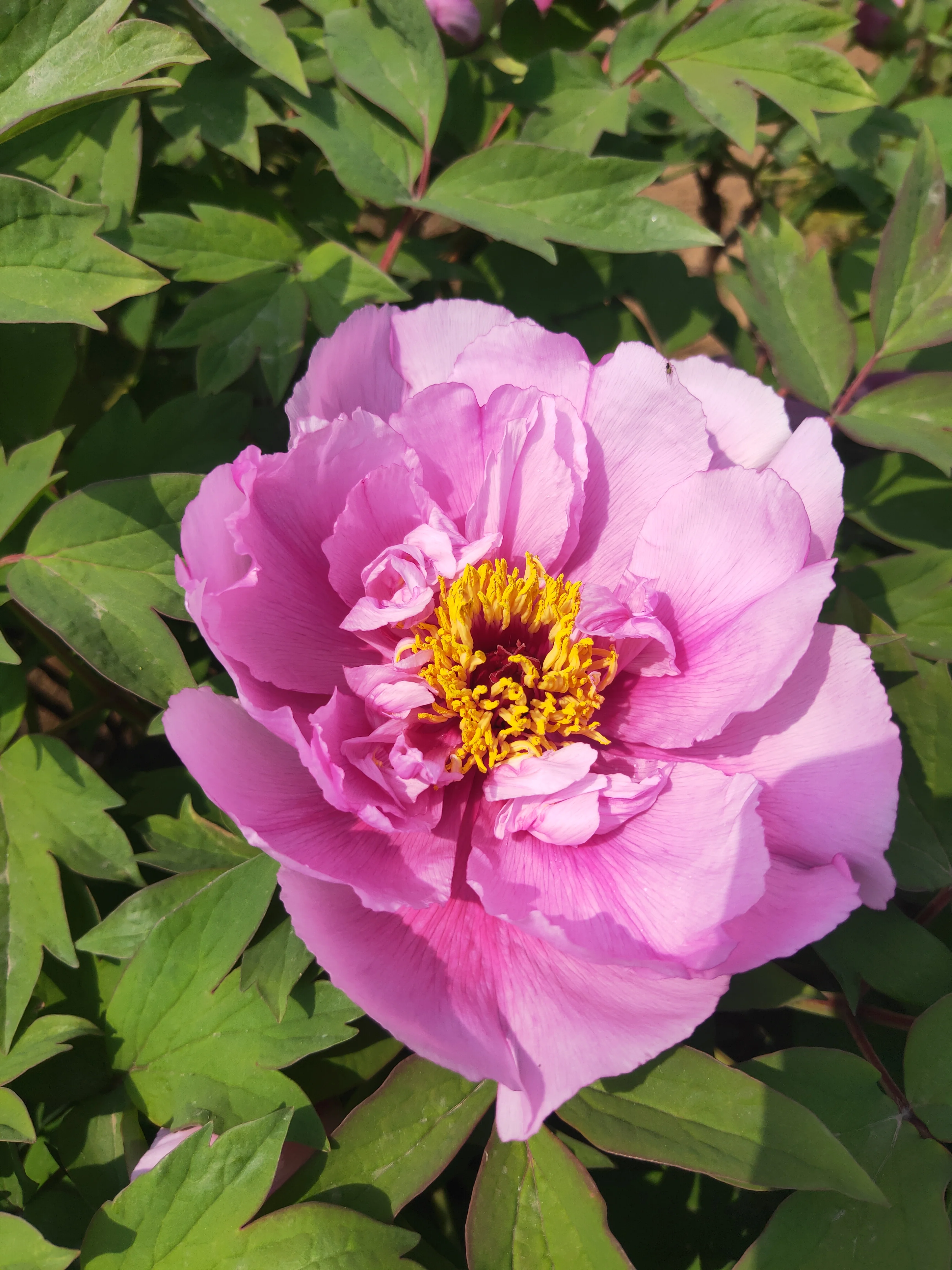 洛阳牡丹广场地铁地铁没有钱装修怎么办(洛阳牡丹广场地铁)2