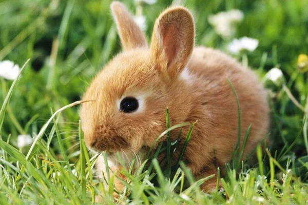 杭州地铁 能带宠物么 外带笼+小兔子（杭州地铁不允许带兔子）2