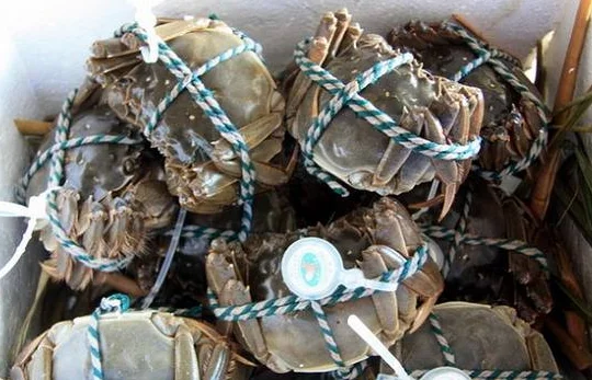 坐地铁能带活的大闸蟹吗（上海地铁能带活大闸蟹吗）4