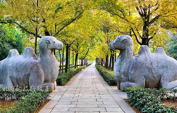 南京地铁1号线能到达哪些旅游景点(南京游玩地点地铁都能到吧)3