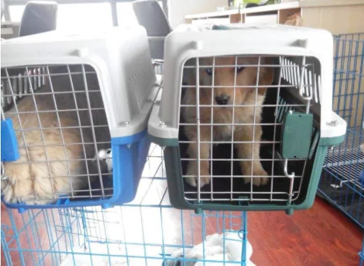 带宠物猫能上火车高铁不(火车高铁能带宠物吗)2