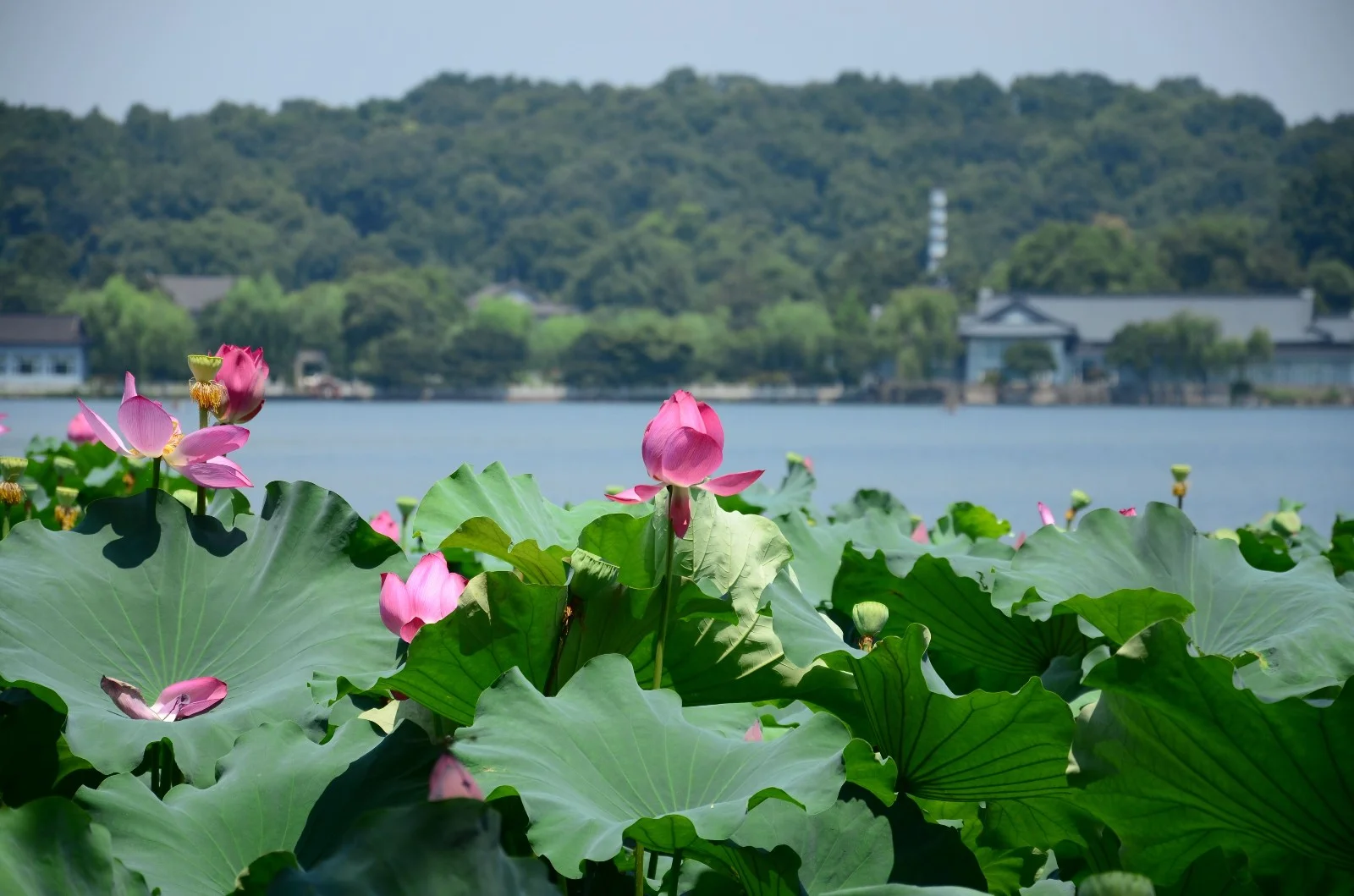 请问杭州地铁一号线经过哪几个有名的景点(杭州1号地铁附近的景点)2