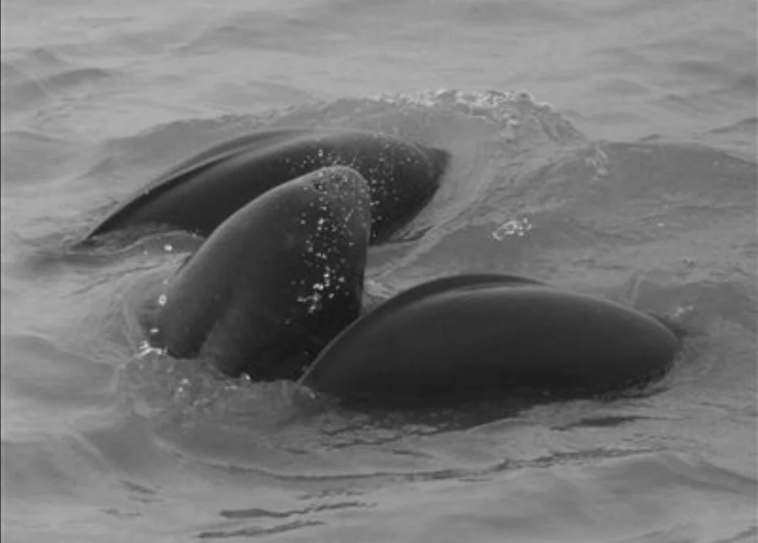 南京段出现5头江豚两头幼崽目前我国的江豚有多少都分布在哪里（南京地铁江豚）5