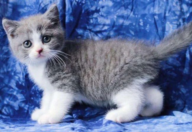 可以带宠物猫上地铁吗（成都猫咪可以坐地铁吗）2