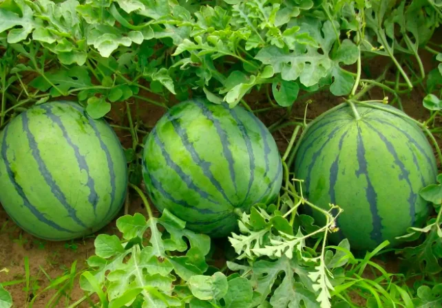 什么水果含铁高（西瓜含铁高吗）3