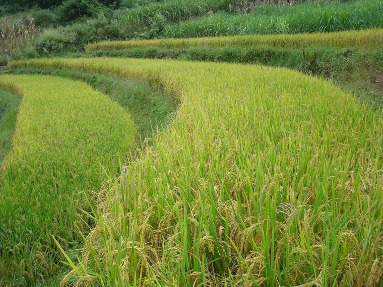 干河村的自然资源（干河村铁路）5