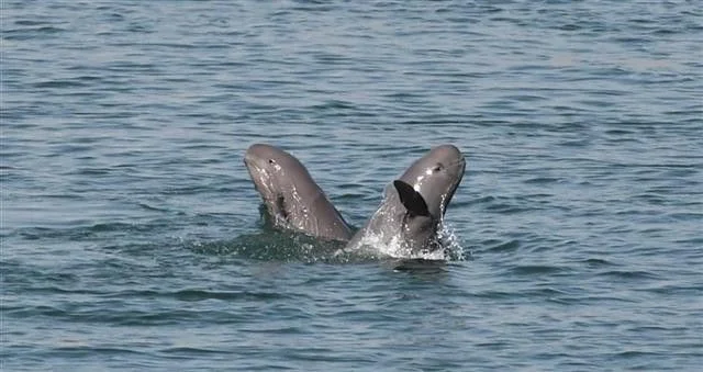 南京段出现5头江豚两头幼崽目前我国的江豚有多少都分布在哪里(南京地铁江豚)3