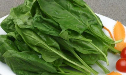 含铁高了怎么办（铁高怎么降）1