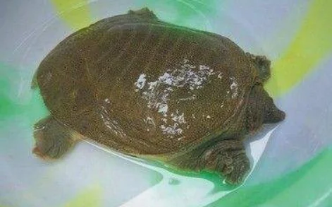 地铁能带海鲜吗（武汉地铁带甲鱼）2