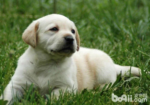 高铁可以托运宠物吗(高铁运送宠物)2