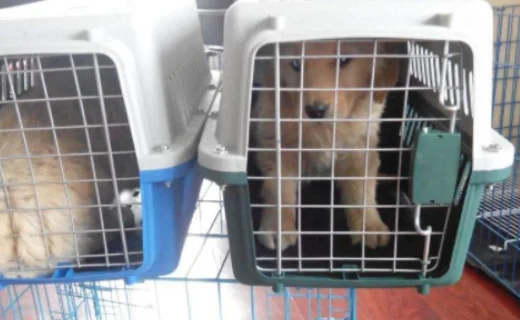 坐高铁能够带宠物吗(高铁可以带宠物狗吗)3