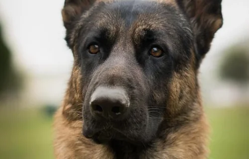 十大警犬驯服度排名是怎么样的（上海地铁史宾格警犬）3